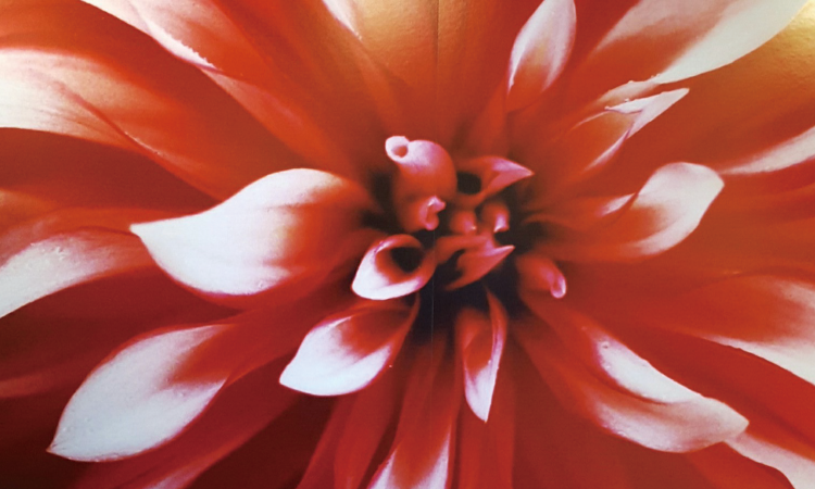 Flowers Series